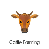 cattle farming